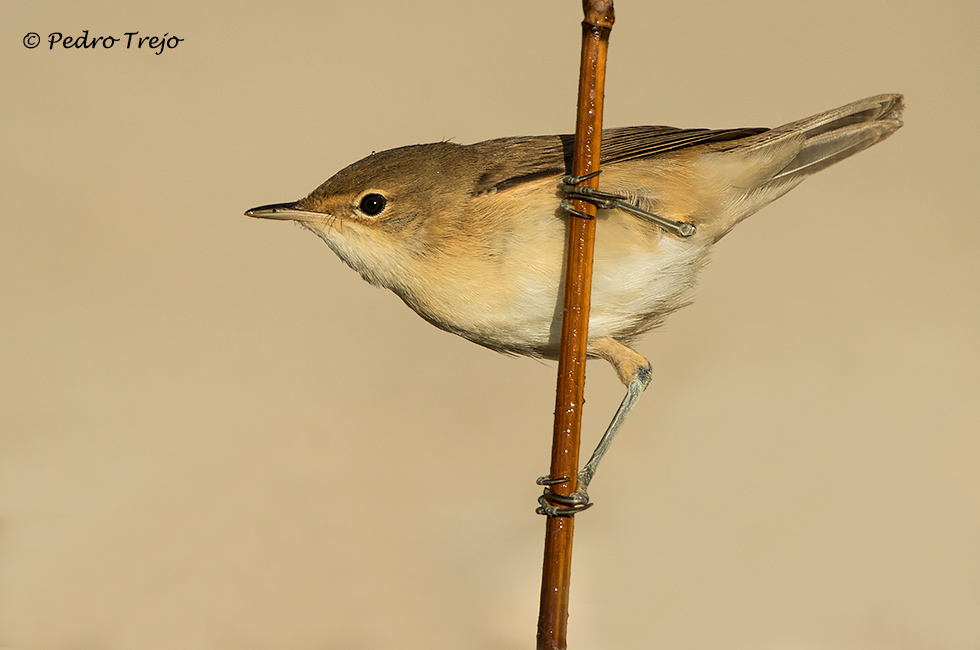 Carricero común (Accephaceus scirpaceus)